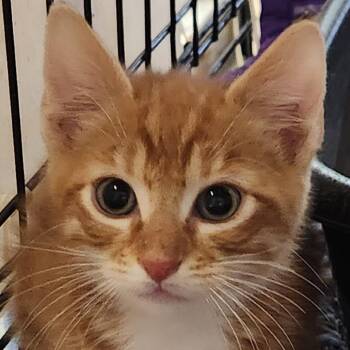 Whispurr K46516 -  Domestic Short Hair Cat for Adoption in Corsicana, Texas - Whispurr K46516 | PetCurious