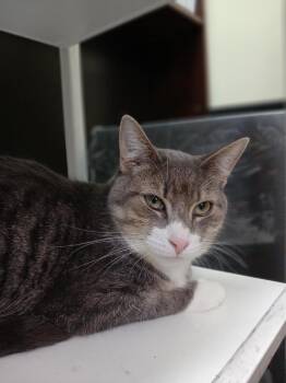 Princess Peach -  Domestic Short Hair Cat for Adoption in Markham, Ontario - Princess Peach | PetCurious