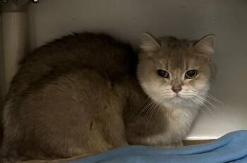 SCOOBY -  British Shorthair Cat for Adoption in Boston, Massachusetts - SCOOBY | PetCurious