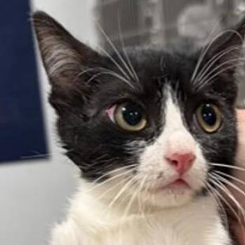 Guppy -  Domestic Short Hair Cat for Adoption in New York, New York - Guppy | PetCurious