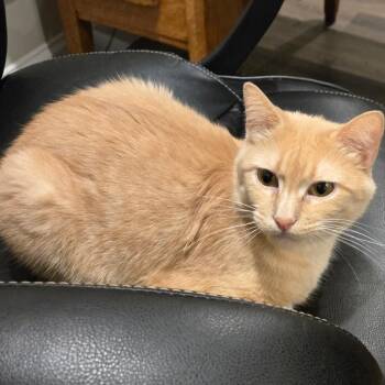 Buffy -  Domestic Short Hair Cat Available for Adoption in Union, Missouri - Buffy | PetCurious