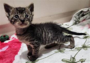 A2475973 -  Domestic Short Hair Cat for Adoption in Fort Lauderdale, Florida - A2475973 | PetCurious