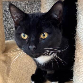 Frankfort -  Domestic Short Hair Cat for Adoption in Cumming, Georgia - Frankfort | PetCurious