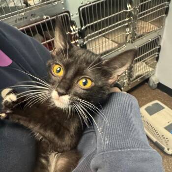 Gina -  Domestic Short Hair Cat for Adoption in Columbus, Georgia - Gina | PetCurious