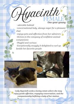 Hyacinth -  Domestic Short Hair Cat for Adoption in Highland Park, Pennsylvania - Hyacinth | PetCurious