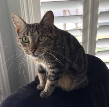 Tabby Cats Available for Adoption - Reload | PetCurious
