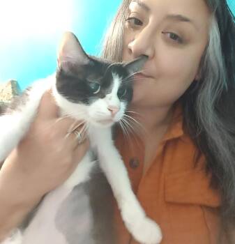 Rescue Domestic Short Hair Cats for Adoption in Philadelphia, Pennsylvania - Duvalin (FeLV+) | PetCurious