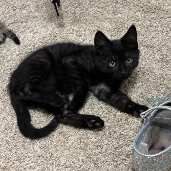 Domestic Short Hair Cats Available for Adoption in Buffalo, Minnesota - Chance | PetCurious