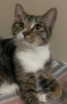 Rescue Tabby and Domestic Short Hair Cats for Adoption in Overland Park, Kansas - Hope | PetCurious