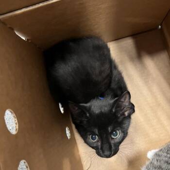 Lance -  Domestic Short Hair Cat for Adoption in Tampa, Florida - Lance | PetCurious