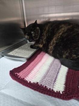 Domestic Short Hair Cats Available for Adoption in Simcoe, Ontario - Gadget | PetCurious