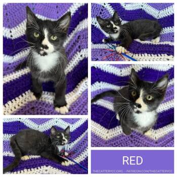Domestic Short Hair Cats Available for Adoption in Corpus Christi, Texas - Red | PetCurious