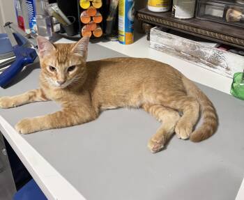 Rescue Domestic Short Hair Cats for Adoption in Schertz, Texas - Lia | PetCurious