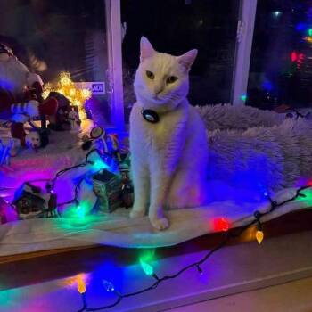 Marshmellow aka Puss Puss -  Domestic Short Hair Cat for Adoption in Liberty, New York - Marshmellow Aka Puss Puss | PetCurious