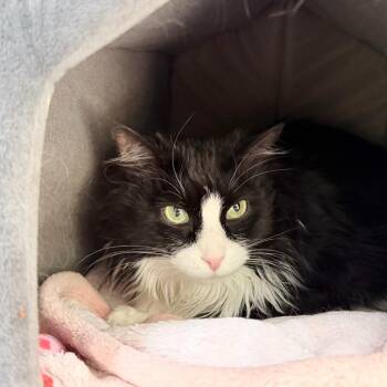 Harriet -  Domestic Long Hair Cat for Adoption in State College, Pennsylvania - Harriet | PetCurious
