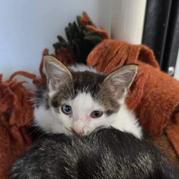 Blueberry -  Domestic Short Hair Cat for Adoption - Blueberry | PetCurious