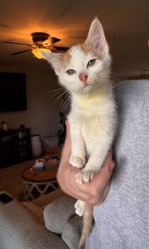 Lita bita bota butt -  Domestic Short Hair Cat for Adoption in Barbourville, Kentucky - Lita Bita Bota Butt | PetCurious