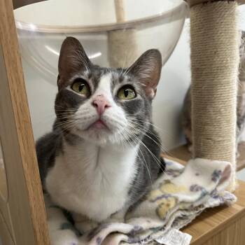 Peppercorn -  Tabby Cat for Adoption in Mckenzie, Tennessee - Peppercorn | PetCurious