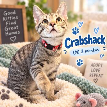 Crabshack -  Domestic Short Hair Cat for Adoption in Southbury, Connecticut - Crabshack | PetCurious