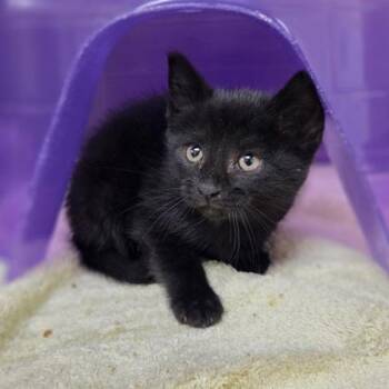 Lilith -  Domestic Medium Hair and Domestic Short Hair Cat for Adoption in Westland, Michigan - Lilith | PetCurious