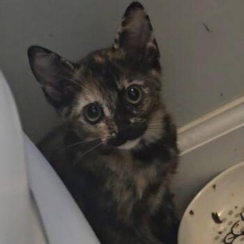 Yzma -  Tortoiseshell Cat for Adoption in Knoxville, Tennessee - Yzma | PetCurious