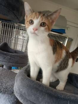 DIXIE -  Calico Cat for Adoption in Seymour, Indiana - DIXIE | PetCurious
