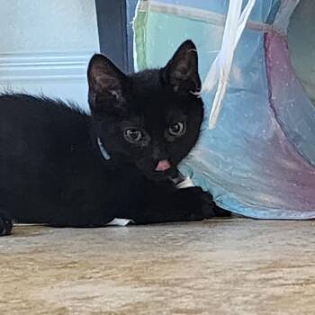 Domestic Short Hair Cats Available for Adoption in Las Vegas, Nevada - Jasper Cat F NV | PetCurious