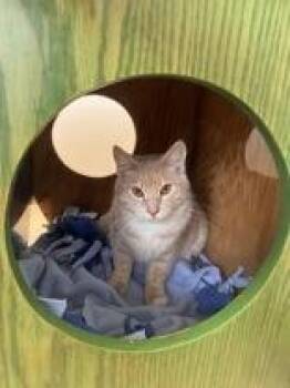 Churro -  Domestic Short Hair Cat for Adoption in Potsdam, New York - Churro | PetCurious
