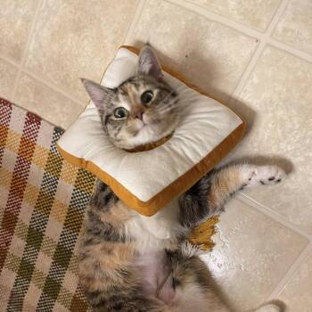 Domestic Short Hair Cats Available for Adoption in Chaska, Minnesota - Libby | PetCurious