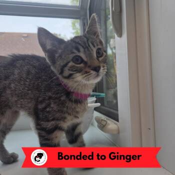 Ingrid Bergman -  Domestic Short Hair Cat for Adoption in Skokie, Illinois - Ingrid Bergman | PetCurious
