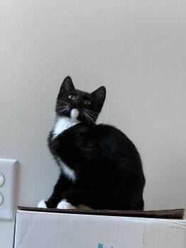 Poppy -  Domestic Short Hair Cat for Adoption in Nashville, Tennessee - Poppy | PetCurious