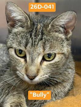 Jewel -  Domestic Short Hair Cat for Adoption in Ontario, Oregon - Jewel | PetCurious
