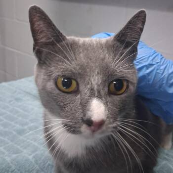 Leona @ Dorchester Road PetSmart -  Domestic Short Hair Cat for Adoption in Summerville, South Carolina - Leona @ Dorchester Road PetSmart | PetCurious