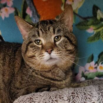 Domestic Short Hair Cats Available for Adoption in Nashville, Indiana - Moses | PetCurious