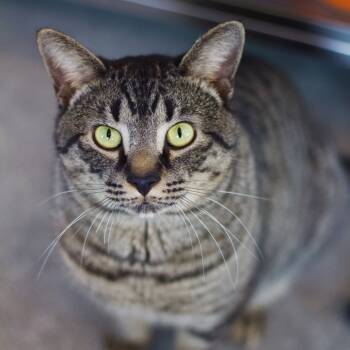 Rescue Domestic Short Hair Cats for Adoption in Cumming, Georgia - Theo | PetCurious