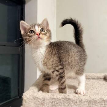 Tabby Cats Available for Adoption in Coral Gables, Florida - Nico | PetCurious