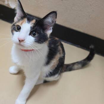 Nicole - Chino Hills Location -  Domestic Medium Hair Cat for Adoption in Chino Hills, California - Nicole - Chino Hills Location | PetCurious