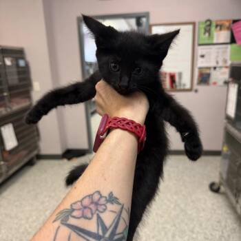 Domestic Short Hair Cats Available for Adoption in Port Charlotte, Florida - Kimo | PetCurious