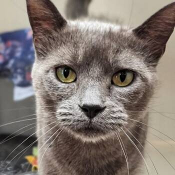 Domestic Short Hair Cats Available for Adoption in West Jefferson, Ohio - GiGi | PetCurious