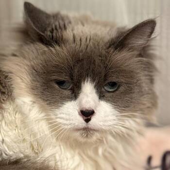 Frankie -  Domestic Long Hair Cat for Adoption in Cumming, Georgia - Frankie | PetCurious