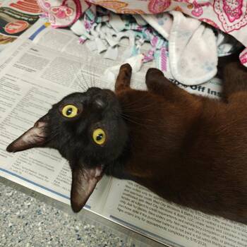 Alanis -  Domestic Short Hair Cat Available for Adoption in Hendersonville, North Carolina - Alanis | PetCurious