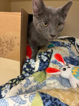Zeus -  Domestic Short Hair Cat for Adoption in Bloomington, Indiana - Zeus | PetCurious