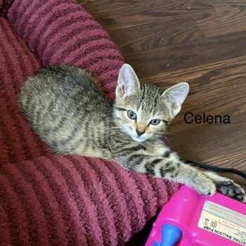 Celena -  Domestic Short Hair Cat for Adoption in Shelbyville, Illinois - Celena | PetCurious
