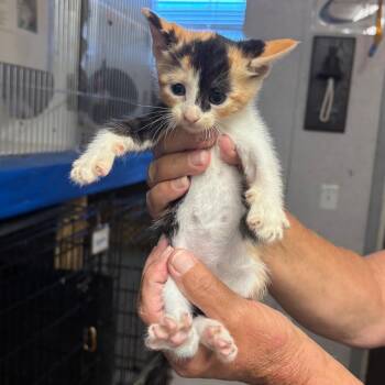 Glimmer -  Domestic Short Hair Cat for Adoption in Hinesville, Georgia - Glimmer | PetCurious