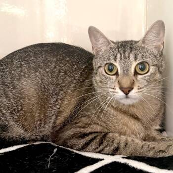 MITTENS -  Domestic Short Hair Cat for Adoption in Fernandina Beach, Florida - MITTENS | PetCurious
