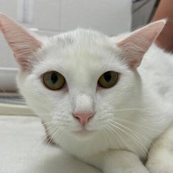 Avril Levine -  Domestic Short Hair Cat Available for Adoption in Corpus Christi, Texas - Avril Levine | PetCurious