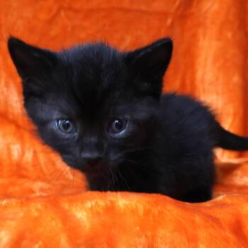 Domestic Short Hair Cats Available for Adoption in Chaska, Minnesota - Bean | PetCurious