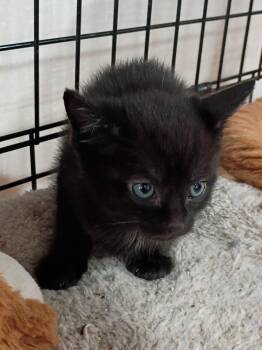 Dark Dimension Hyacinth (E) -  Domestic Short Hair Cat Available for Adoption in Liberty, New York - Dark Dimension Hyacinth (E) | PetCurious