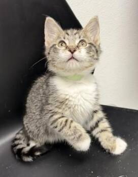 Biscuit -  Domestic Short Hair Cat for Adoption in Bryan, Ohio - Biscuit | PetCurious