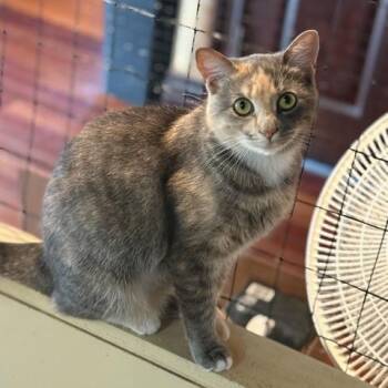 Rescue Domestic Short Hair Cats for Adoption in East Brunswick, New Jersey - Phoebe | PetCurious